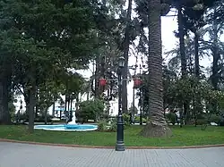 Native trees in town square