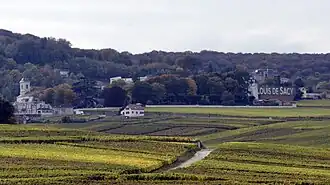 A general view of Verzy