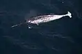 Male narwhal (Arctic Ocean)