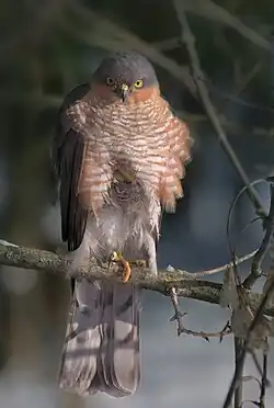 Front view of bird of prey with barred underparts, yellow eyes and hooked bill