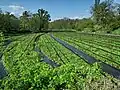 Wasabi plants (Azumino, Nagano, Japan)