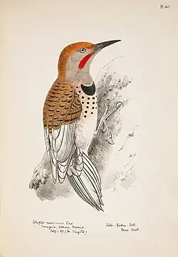 Painting by Edward Hargitt, 1889