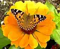 Painted Lady on Zinnia