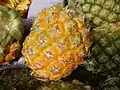Natal Queen pineapple, provincial fruit of Tripura