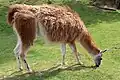 Llama