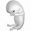 Fetus at 8 weeks after fertilization