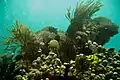 Coral reef near Dili