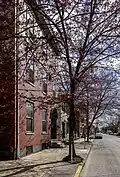 A tree in Carlisle PA