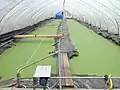 Duckweed being grown in a test setup to produce food for animals.