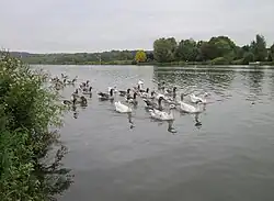 Geese in the Moselle rive, Remich.