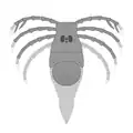 A megarachne reconstruction based on fossils
