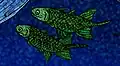 Restoration of a pair