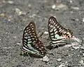 Graphium doson puddling