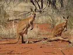 vA pair of kangaroos, with reddish-brown fur, standing up on an area of red sand and surrounded by patches of dry vegetation.