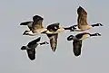 Canada geese