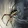 Medium: Argiope aurantia14–25&nbsp;mm