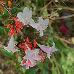 Abelia × grandiflora is a hybrid species of flowering plant in the honeysuckle family Caprifoliaceae, raised by hybridising A. chinensis with A. uniflora.