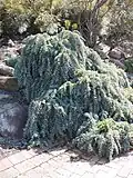 A. baileyana low, weeping type being grown at the Illawarra Grevillea Park, Bulli, NSW