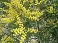 Acacia dealbata "wattle"