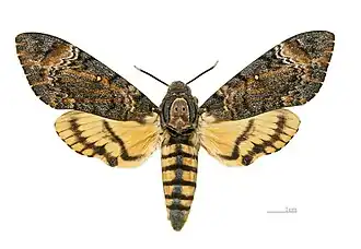 Dorsal side