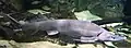 Siberian sturgeon (Acipenser baerii)