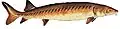 Lake sturgeon (Acipenser fulvescens)