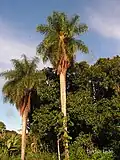 Acrocomia intumescens