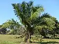 Attalea phalerata