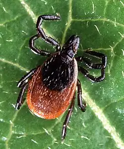 A tick (deer tick)