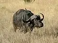 An African Buffalo