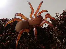 Trapdoor spider