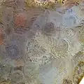 A polished slab showing the cellular structure from the fossilized coral.