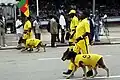 Guard dogs in Cameroon