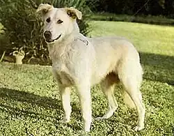 Aidi image