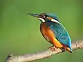 Kingfisher
