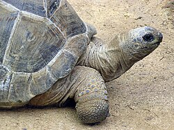 Aldabra Giant Tortoise Geochelone gigantea