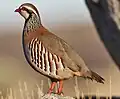 A partridge in a pear tree