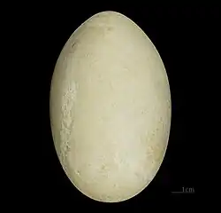 Egg