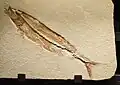 Allothrissops mesogaster