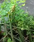 Aloe vera buds