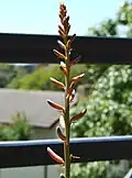 Aloe vera flower