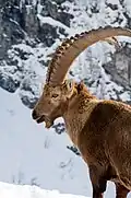 Ibex