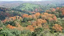 African tulip trees in Dominican Republic, Espaillat province