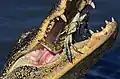 American Alligator eating Blue Crab