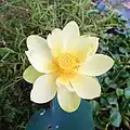 another flower