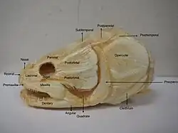 Amia skull
