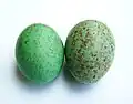 Bird eggs are usually fertilized before they are laid. (In some birds and reptiles an unfertilized egg can still be laid, but it will never hatch.)