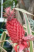Colourful bracts of Ananas bracteatus