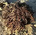 Anastatica, a North African desert tumbleweed