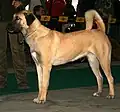 Anatolian Shepherd dog